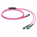 SFPS 3m (10ft) MTP® Breakout Cable, MTP®-24 UPC (Female) to 2 x MTP®-12 UPC (Female), 24 Fibers, Multimode (OM4), Plenum (OFNP), 0.35dB Max, Type A, Magenta SFPS